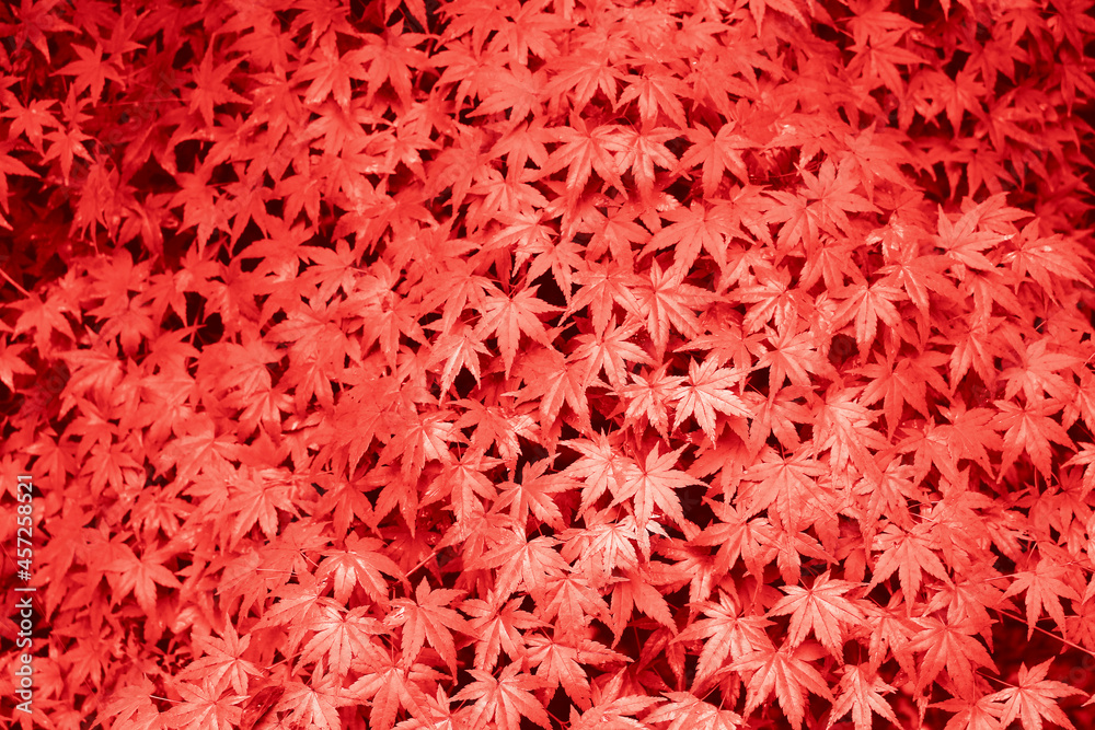 背景_バック_テクスチャ_979_紅葉