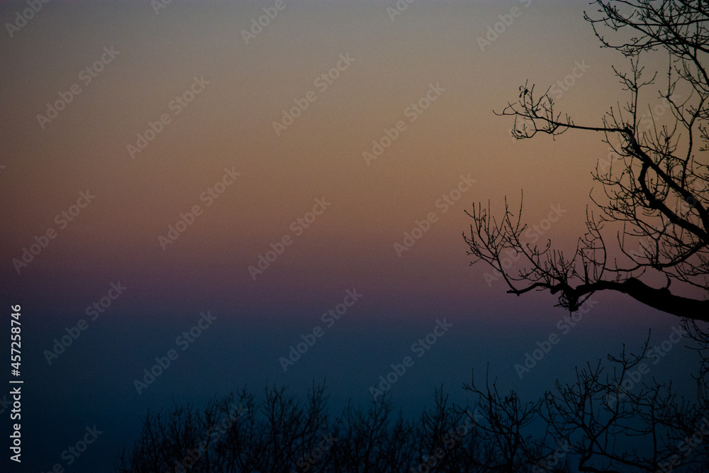Tree branches in sunset