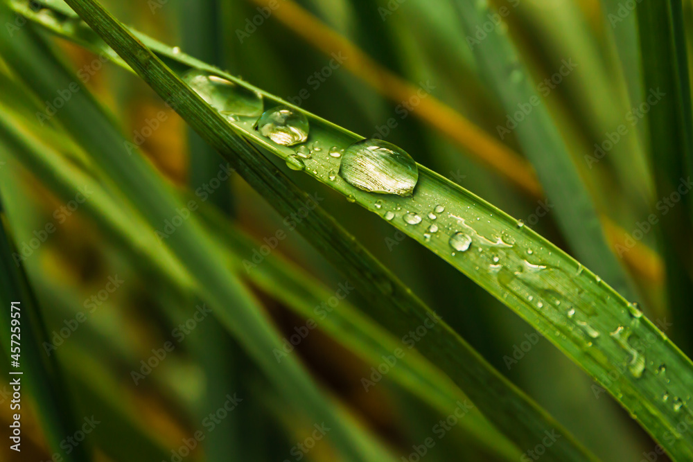 Closeup of raindrop on green grass leaves, selective focus Closeup of raindrop on green grass leaves, selective focus
