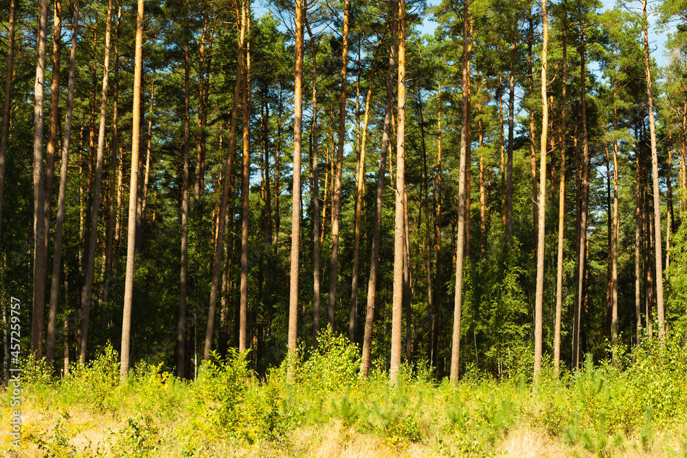 Landscape inside the coniferous forest on a sunny summer day. Under the blue sky some white clouds, good time to relax, walk and pick mushrooms. Landscape inside the coniferous forest on a sunny summer day. Under the blue sky some white clouds, good time to relax, walk and pick mushrooms.