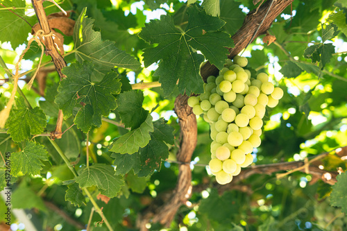 Green grapes macro photo, n...
