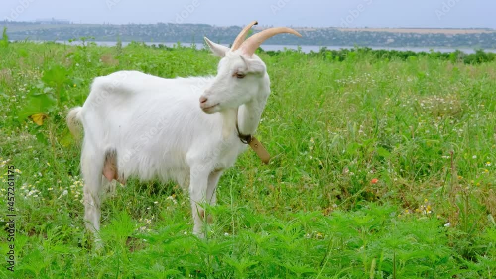 The white goat with horns grazes and eats grass in the green field meadow on the organic farm near the river. High quality 4k footage The white goat with horns grazes and eats grass in the green field meadow on the organic farm near the river. High quality 4k footage