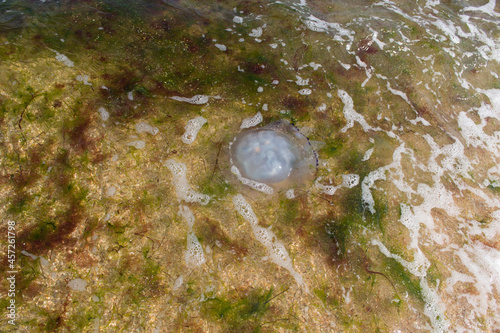 Jellyfish in seawater with algae.