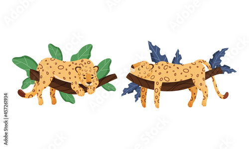 Spotted Leopard or Jaguar with Yellow Skin Lying on Tree Branch with Tropical Leaves Vector Set