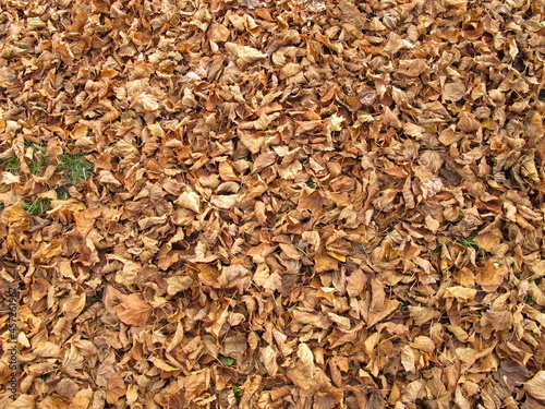 Soil ground covered with lime leaves in late autumn