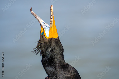 Fototapeta Close up of double-crested cormorant (phalacrocorax auritus) with its beak open