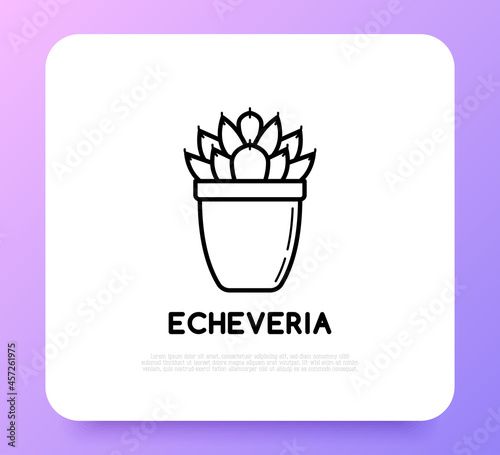 Succulent echeveria in pot thin line icon. Modern vector illustration of home plant.