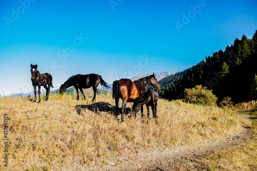 horses in the mountains © KAIRZHAN