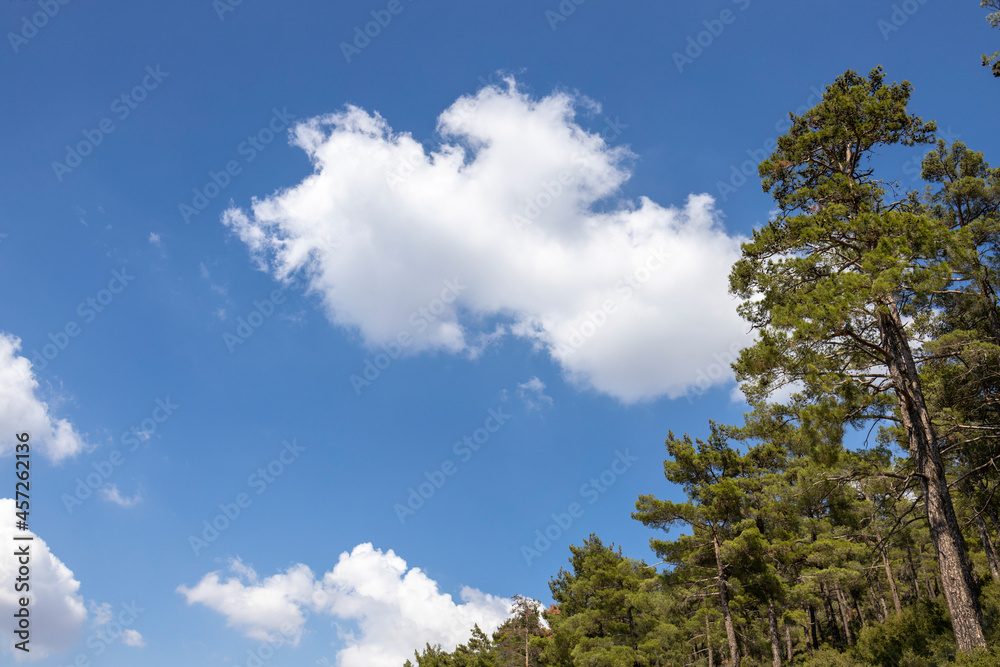 pine tree and cloudy sky