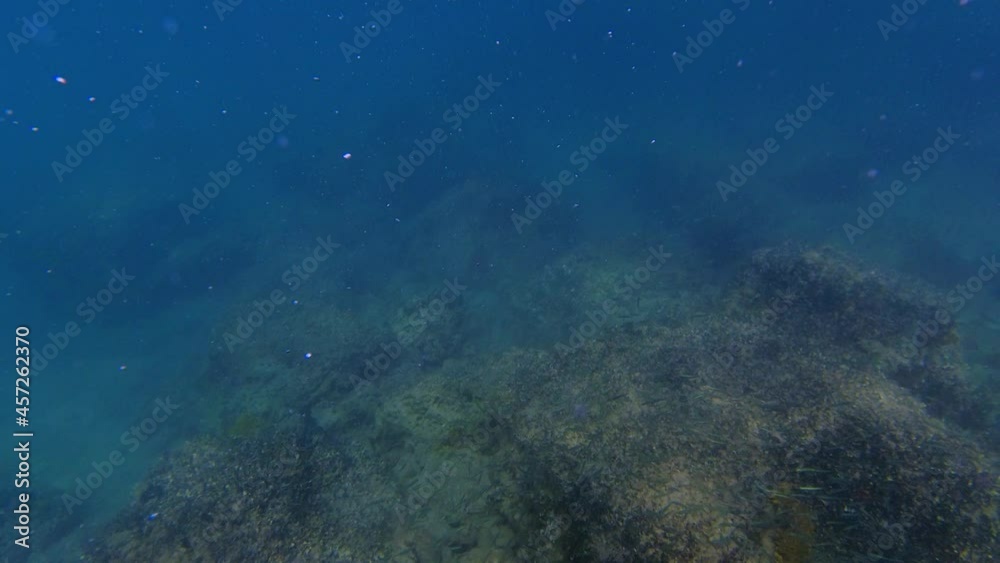 Underwater view of seabed with huge boulders. Low visibility due the particles floating beneath the water. School of small fish swimming. Scuba diving concept. Handheld, slow motion Underwater view of seabed with huge boulders. Low visibility due the particles floating beneath the water. School of small fish swimming. Scuba diving concept. Handheld, slow motion