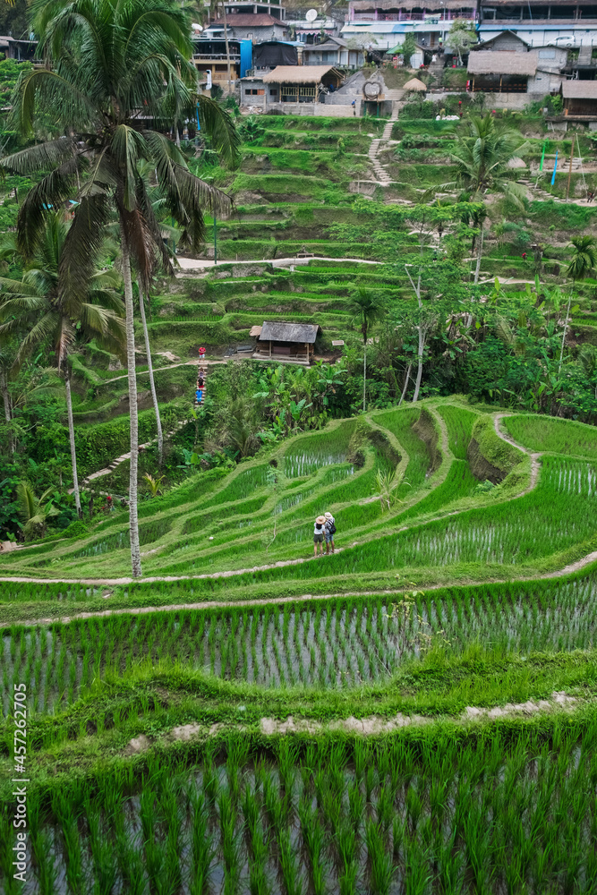 Rice terraces, rice growing in tiers on a hillside