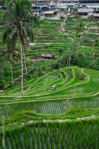 Rice terraces, rice growing in tiers on a hillside
