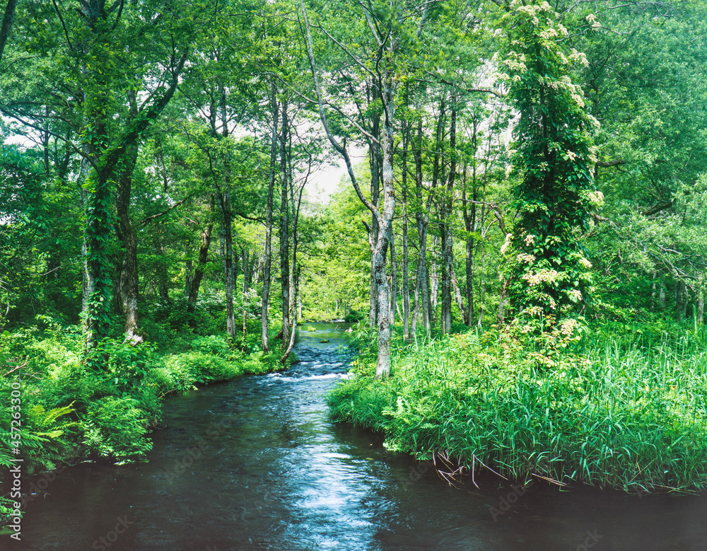 Obraz premium 福島県 磐梯高原 小川と緑の森林