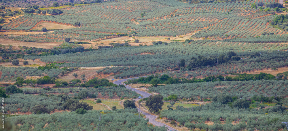 Local road CC-13.6 crossing Aceituna olive tree fields, Extremadura, Spain Local road CC-13.6 crossing Aceituna olive tree fields, Extremadura, Spain