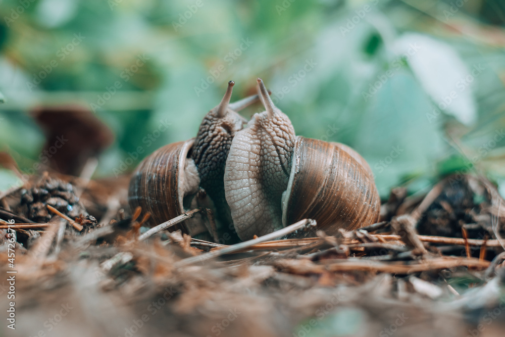Couple of grape snails on blurred background in summer forest