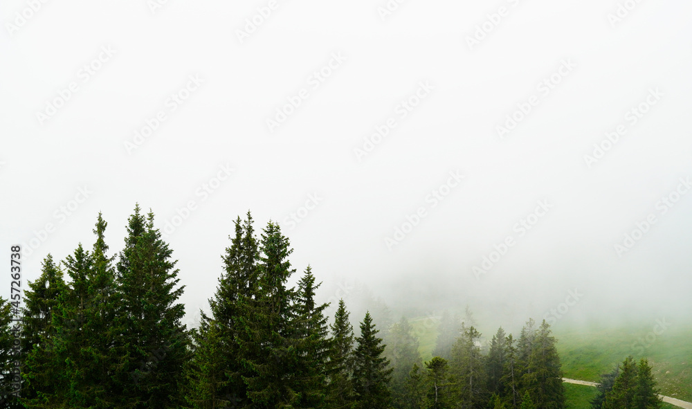 View of conifers from the Breitenberg near Pfronten. Nature in the Allgäu, Bavaria, on a foggy overcast day.