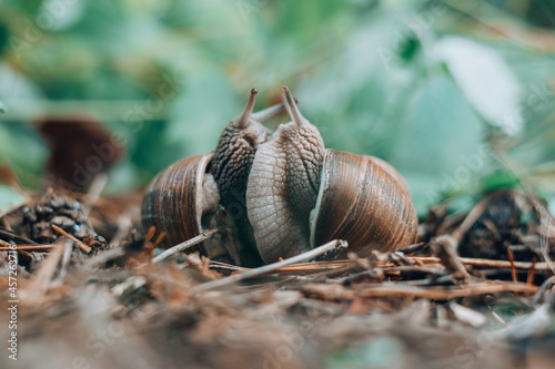 Couple of grape snails on blurred background in summer forest