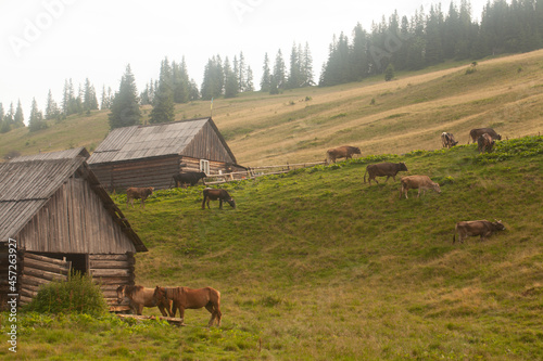 Beautiful landscape in the Carpathian mountains.