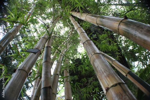 Some bamboo with green leaves