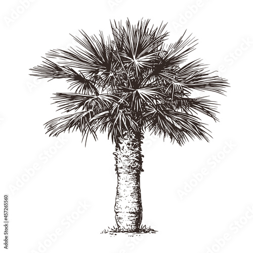 Palm tree on white background. Hand drawn sketch vector illustration