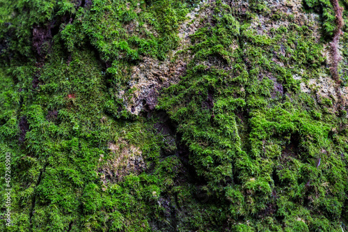 Green moss on the stone with nature light. © aradaphotography