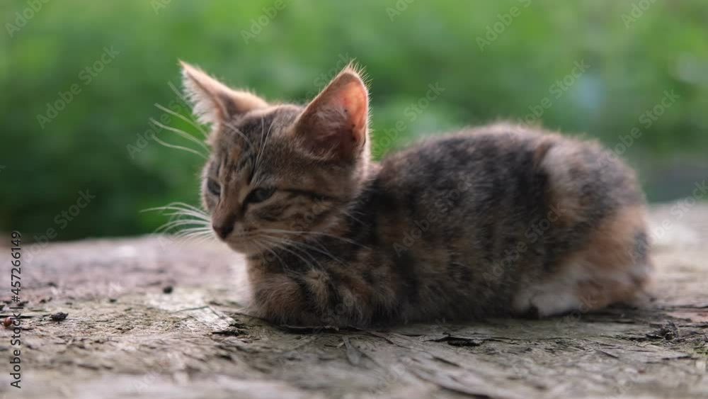 little kitten sits and lie down watching around outdoor on a green natural sunlit background .Beautiful small tabby baby cat. High quality 4k footage little kitten sits and lie down watching around outdoor on a green natural sunlit background .Beautiful small tabby baby cat. High quality 4k footage