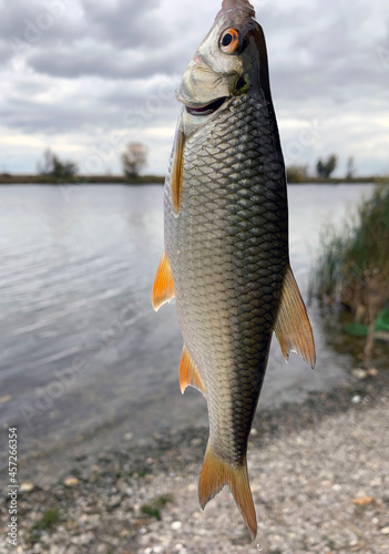 Fishing ram fish catch rest