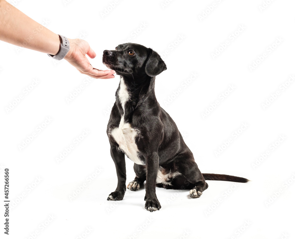 Small black dog, mixed breed canine looking up attentively love positive reinforcement, isolated white background