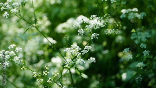 Tableau sur toile Bonn Germany June 2021 Meadow chervil against a green background in natural sunl