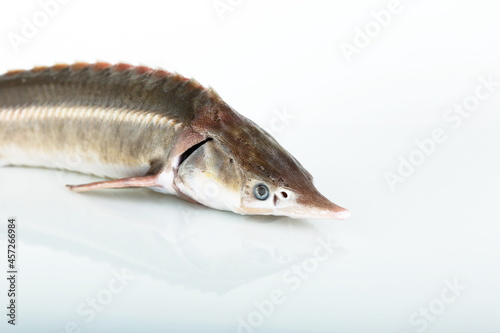 raw sturgeon fish is on white background