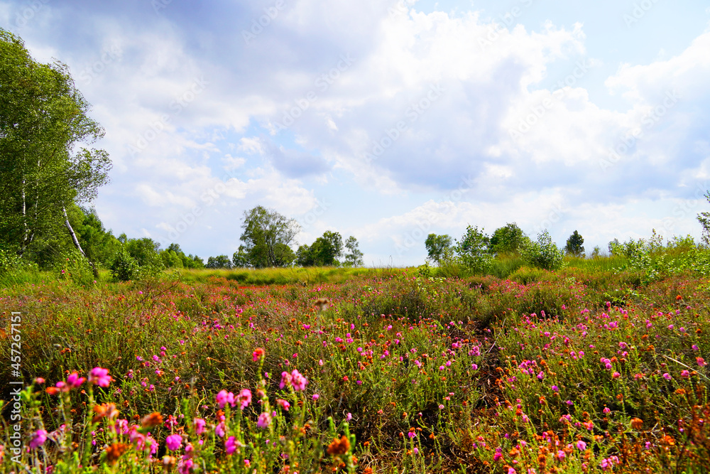 Diepholzer Moor nature reserve near Diepholz. Landscape in a raised bog. Diepholzer Moor nature reserve near Diepholz. Landscape in a raised bog.