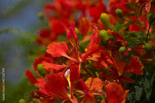 Flowering Delonix regia or flamboyant, natural macro floral background