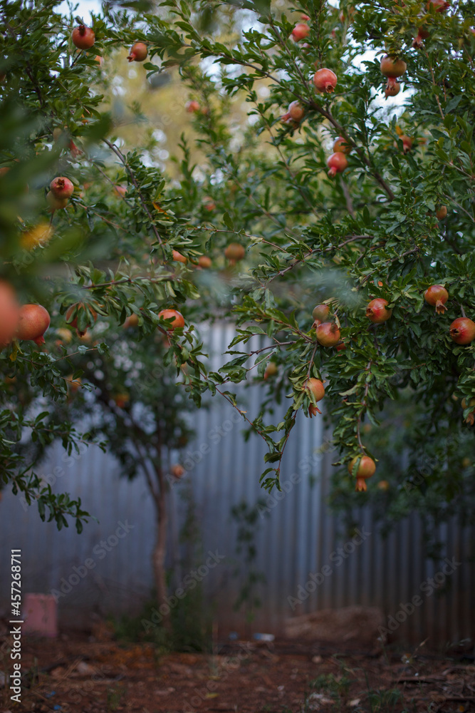 Garden of pomegranates on pomegranate trees in Adelaide, South Australia