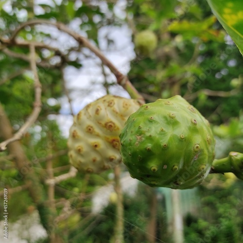 Noni  Morinda citrifolia  is a green fruit  photo was taken in Bogor Indonesia on September 9  2021