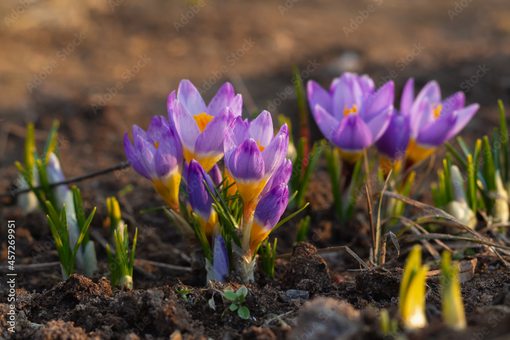 Beautiful lilac delicate crocuses grew out of the ground in early warm spring Beautiful lilac delicate crocuses grew out of the ground in early warm spring