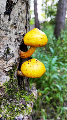 Yellow mushrooms in the forest, growing on a tree against a background of green grass.