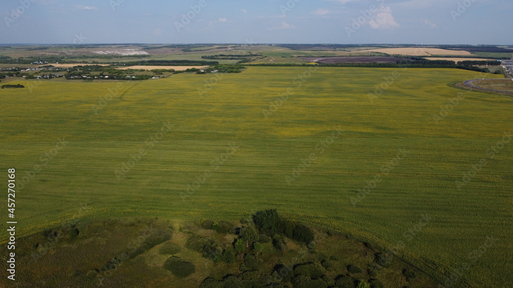 Russian sunflower field in summer