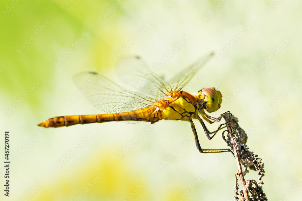 Common darter on a plant in a natural environment. Insect close up. Dragonfly. Sympetrum vulgatum. Common darter on a plant in a natural environment. Insect close up. Dragonfly. Sympetrum vulgatum.