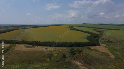 Russian sunflower field in summer