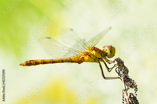 Common darter on a plant in a natural environment. Insect close up. Dragonfly. Sympetrum vulgatum. © Elly Miller