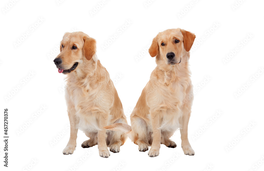 Two sitting down golden dogs Two sitting down golden dogs