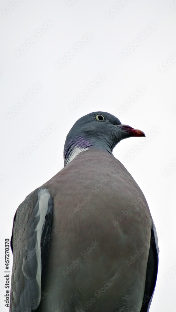 Fototapeta premium A columba palumbus who is a specie of bird shooted from low angle view in a 16x9 photography