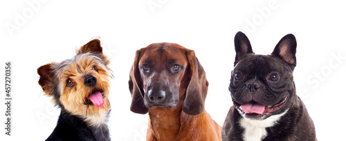 Fototapeta Naklejka Na Ścianę i Meble -  Three dogs