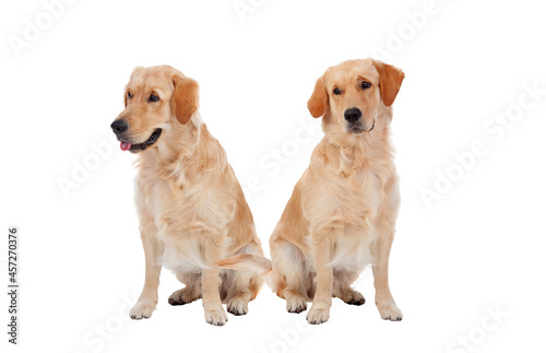 Two sitting down golden dogs