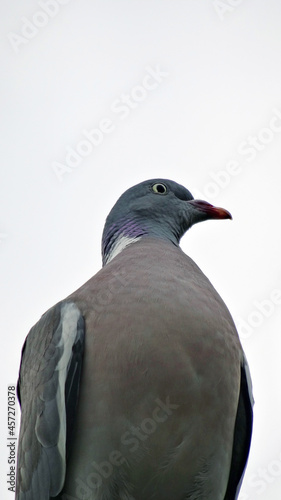 A columba palumbus who is a specie of bird  shooted from low angle view in a 16x9 photography