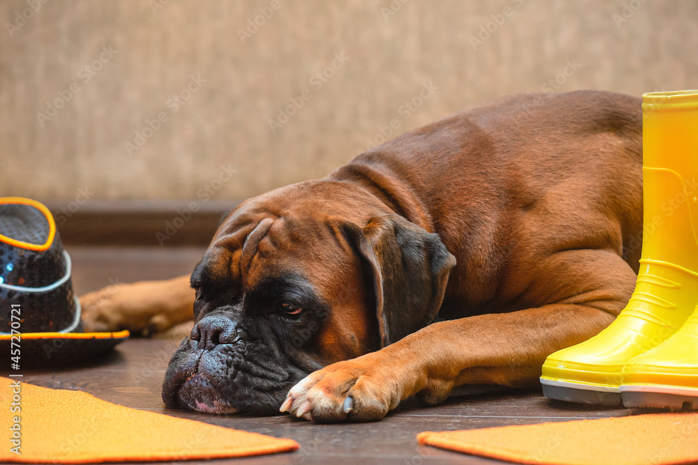 Autumn coA sad big dog German Boxer lies on the floor. Warm autumn clothes nearby.ncept. Pets. Clothes for dogs. High quality photo