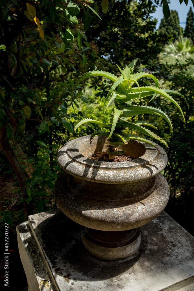 Aloe Vera plant grows in a beautiful ancient marble vase, dark green background, Corfu, Kerkira, Greece Aloe Vera plant grows in a beautiful ancient marble vase, dark green background, Corfu, Kerkira, Greece