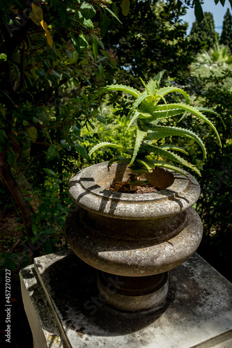 Aloe Vera plant grows in a beautiful ancient marble vase, dark green background, Corfu, Kerkira, Greece