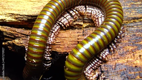 The giant African millipede (Archispirostreptus gigas), is one of the largest millipedes photo