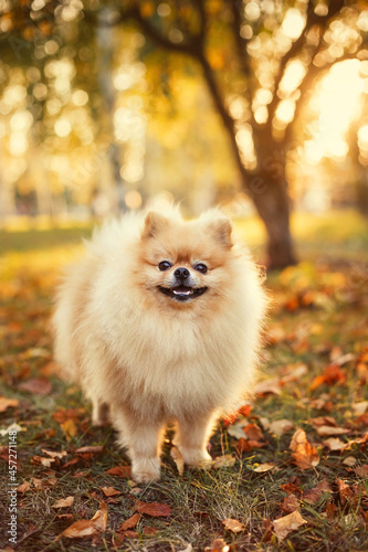 pomeranian dog in autumn forest
